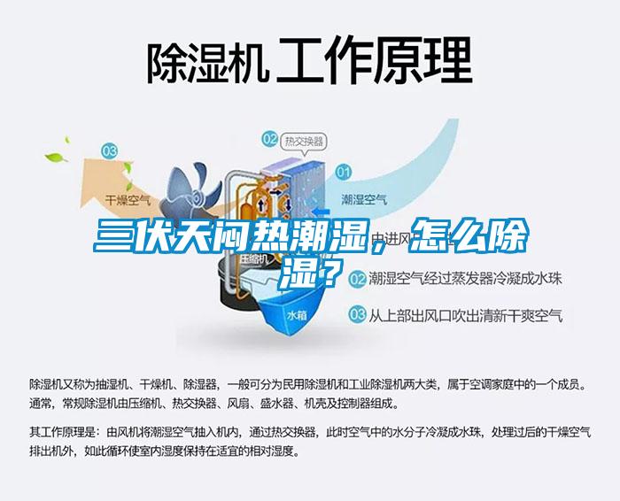 三伏天闷热潮湿，怎么除湿？