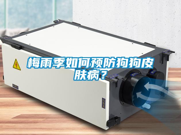 梅雨季如何预防狗狗皮肤病？