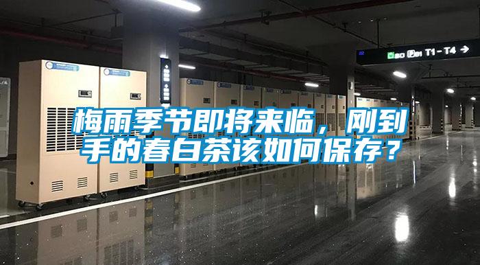 梅雨季节即将来临，刚到手的春白茶该如何保存？