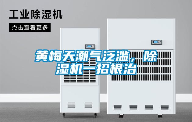 黄梅天潮气泛滥，粉色视频免费在线观看一招根治