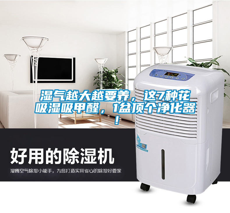 湿气越大越要养，这7种花吸湿吸甲醛，1盆顶个净化器！