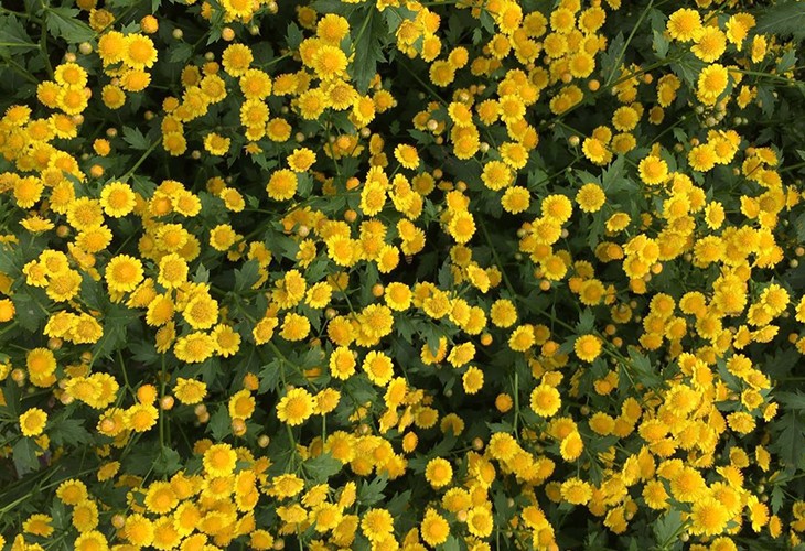 农场胎菊小菊花野菊花烘干粉色视频免费在线观看